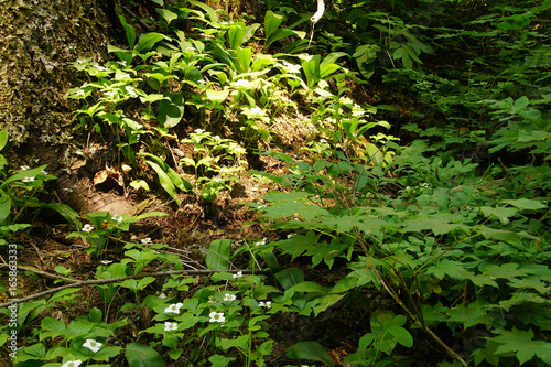 Alaskan bunchberry white wildflower photo