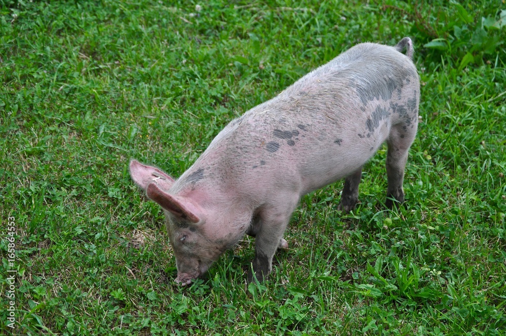 Junges Schwein - Ferkel grast auf grüner Wiese Junges Schwein - Ferkel grast auf grüner Wiese