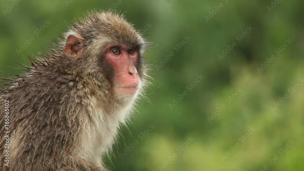 Monkey in the rain. Shot in Kyoto Japan.