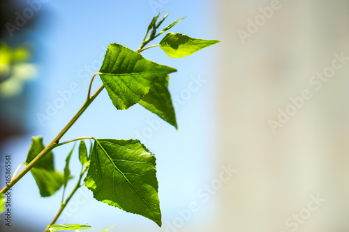 hojas de  alamo photo