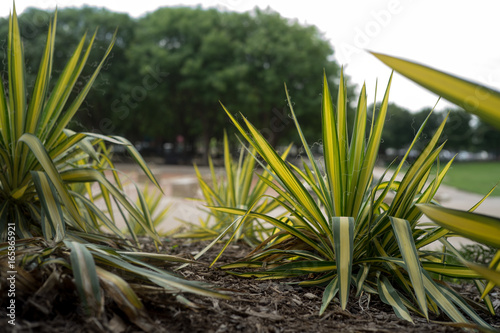 Yucca filamentosa or Yucca Color Guard