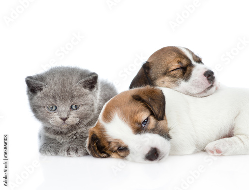 Kitten and a group of sleeping puppies Jack Russell. isolated on white background