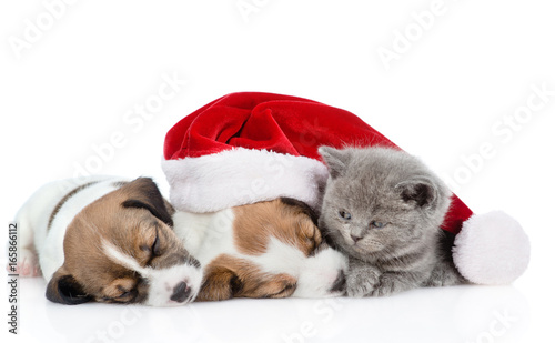 Kitten and a group of sleeping puppies Jack Russell in red santa hat. isolated on white background © Ermolaev Alexandr