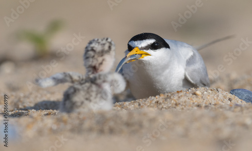 Least Tern photo