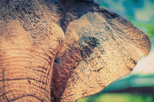 Photography Close up image of an elephants face