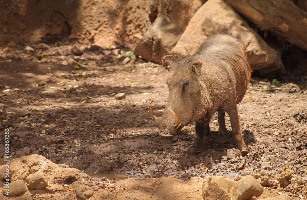 Common warthog (Phacochoerus africanus) Common warthog (Phacochoerus africanus)