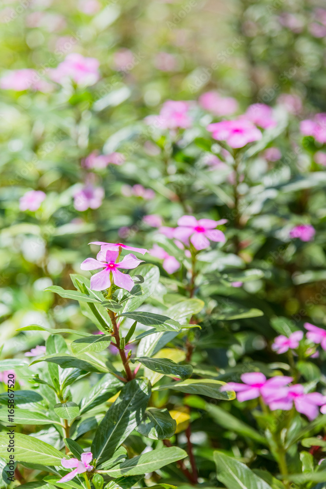 Close-Up Of Pink Flower Blooming Outdoors,shot in Shanghai,China. Close-Up Of Pink Flower Blooming Outdoors,shot in Shanghai,China.