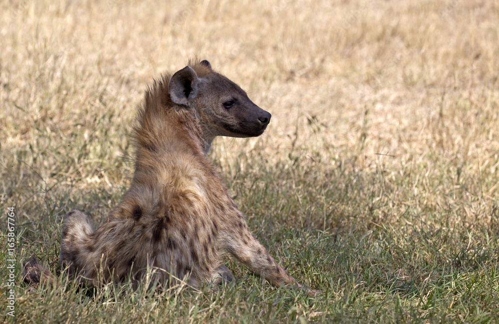Spotted Hyena from Serengeti, Tanzania Spotted Hyena from Serengeti, Tanzania