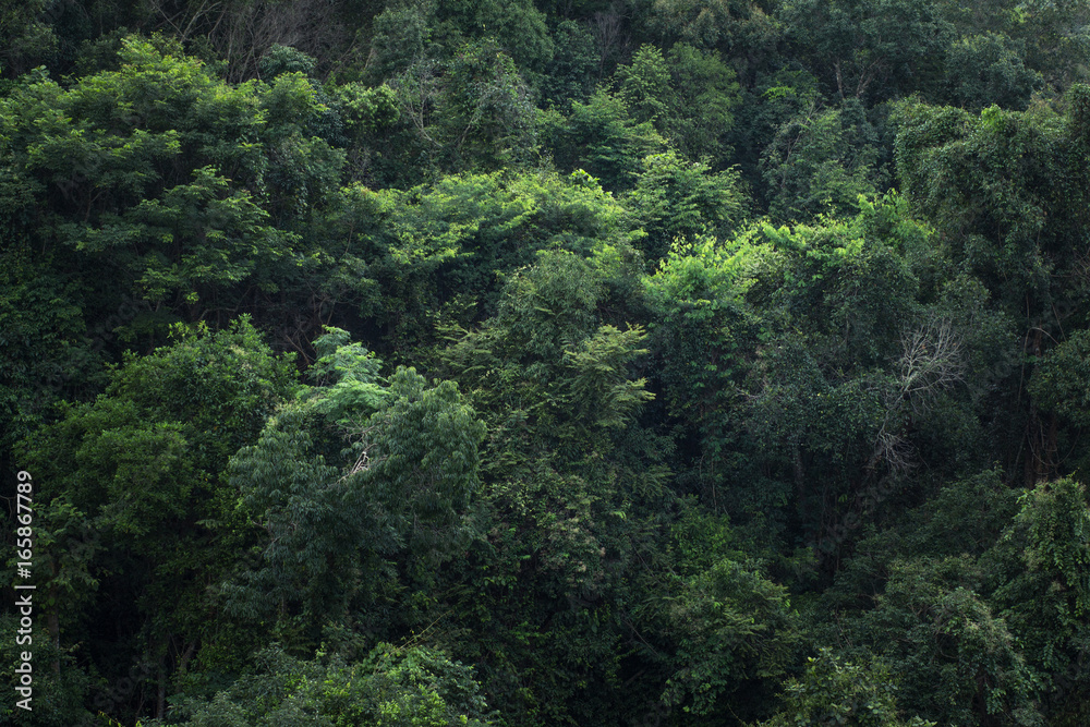 Nature tourism forest Rainy day Nature tourism forest Rainy day