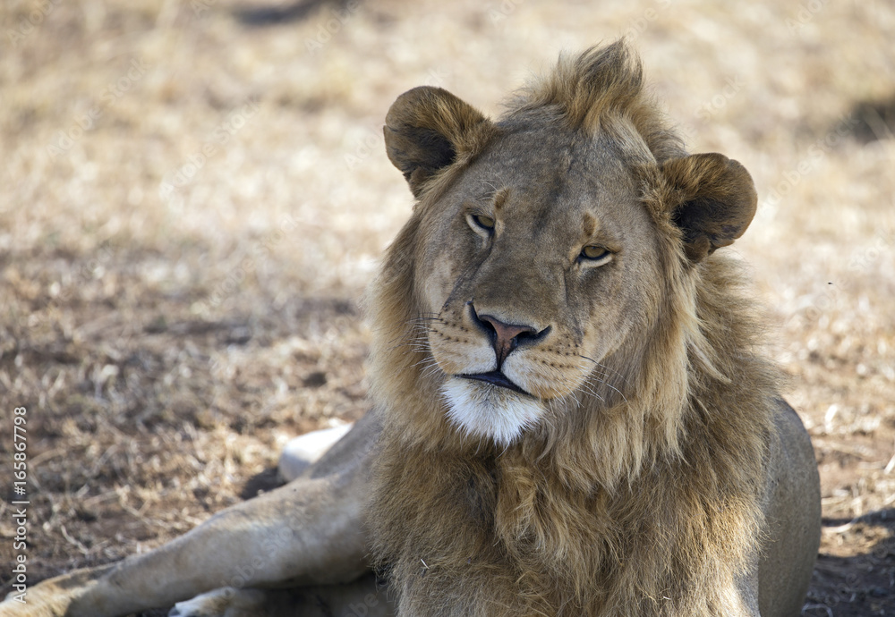 Beautiful lion king taken in Serengeti national park, Tanzania Beautiful lion king taken in Serengeti national park, Tanzania