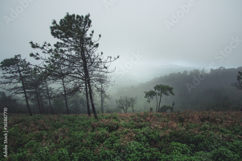 Nature tourism forest Rainy day