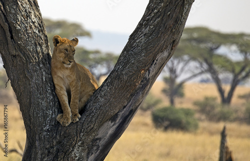 Young lion in a tree taken in Serengeti, Tanzania