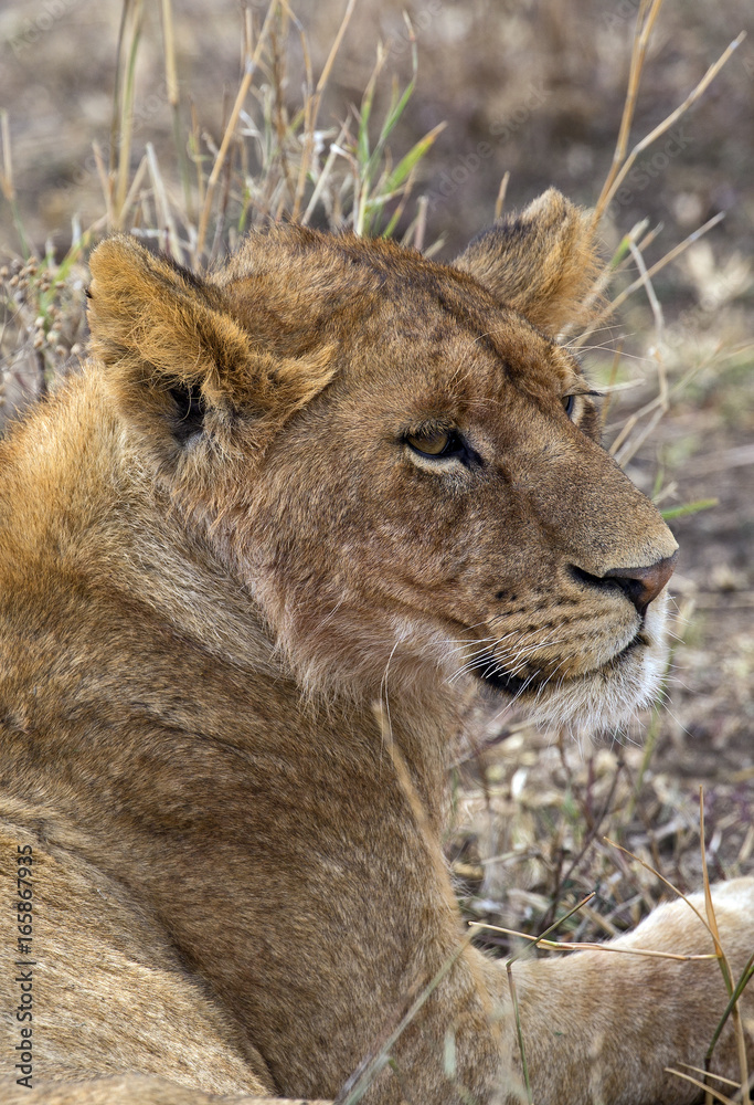 Closeup of a beautiful young lion in Serengeti park, Tanzania Closeup of a beautiful young lion in Serengeti park, Tanzania