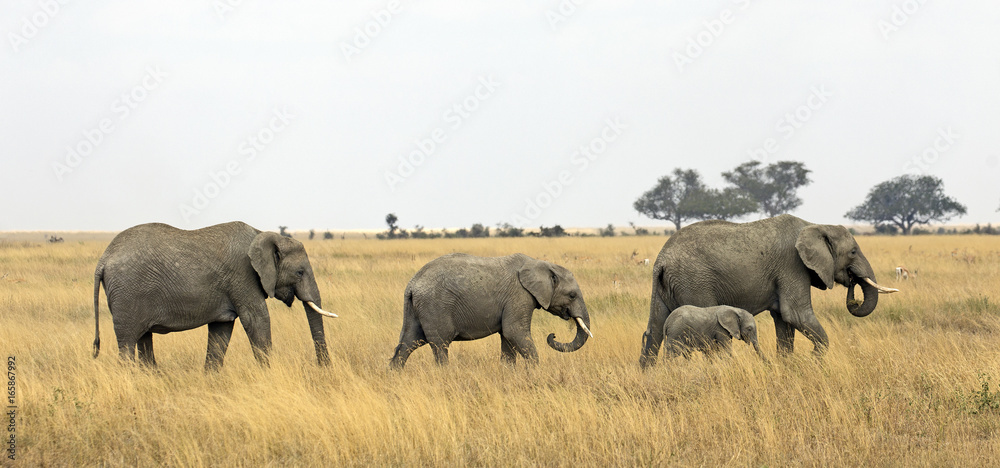 Obraz premium Group of elephants in Serengeti national park, Tanzania