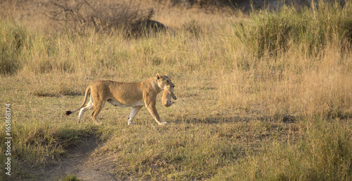 Lioness with baby in her mouth walking in Serengeti national park, east Africa