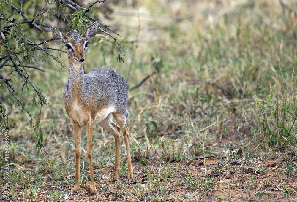 Little Dik-dik taken in Serengeti national park, Tanzania Little Dik-dik taken in Serengeti national park, Tanzania