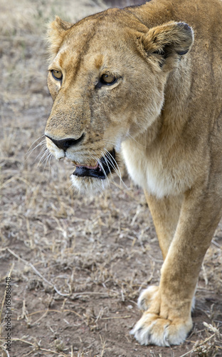 Mature wild lioness portrait
