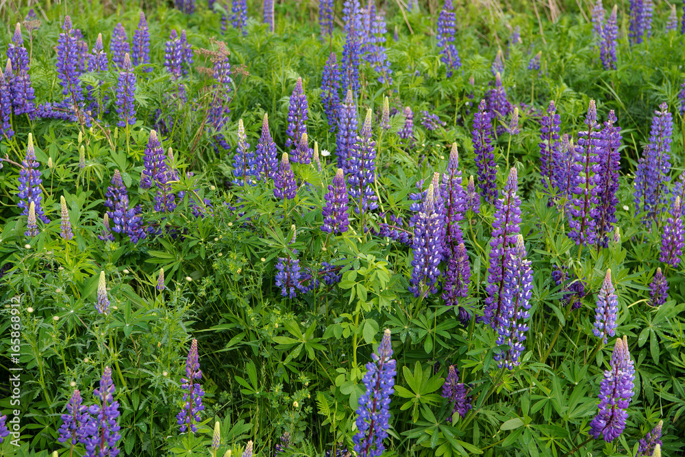 Fototapeta premium Wild Lupines in Minnesota