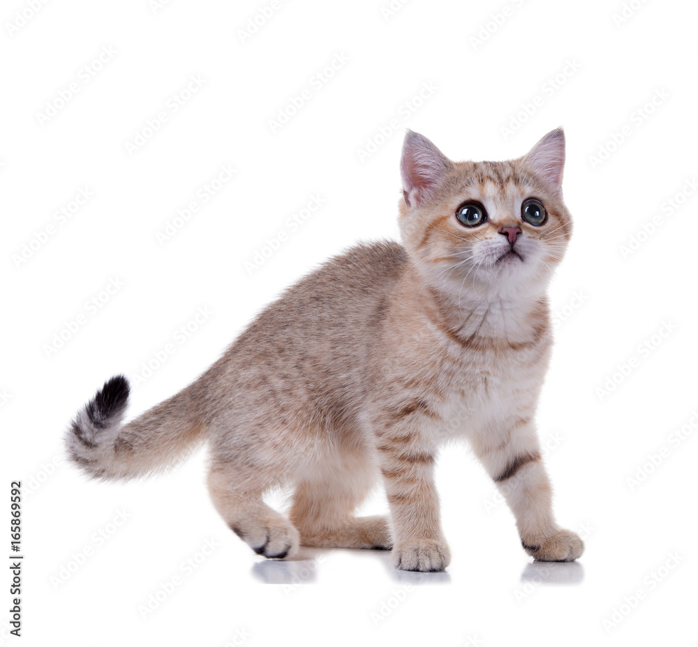 Three month old kitten   British Shorthair.  Color: Black Golden Shaded. Isolated on white background