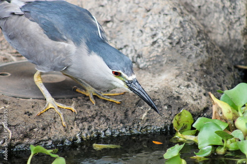 Black Crowned Night Heron (Nycticorax nycticoras) photo