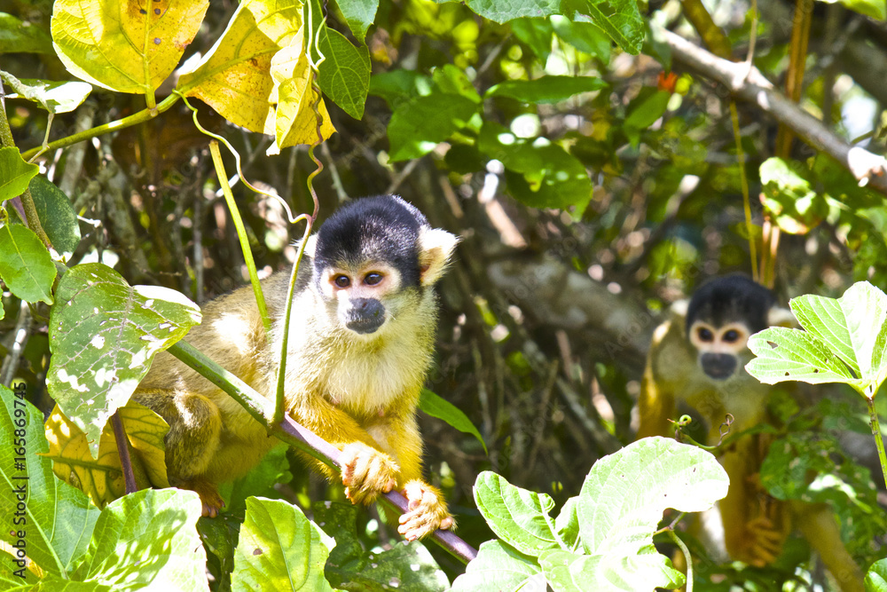 Obraz premium 【ボリビア】パンタナルに生息するリスザル