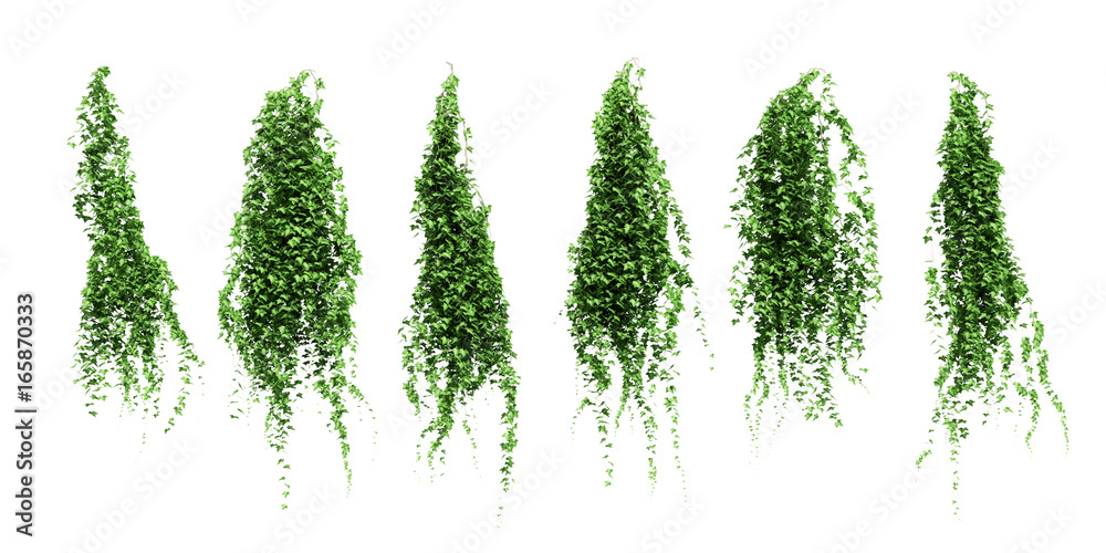 ivy leaves isolated on a white background.
Green ivy plant isolated. ivy leaves isolated on a white background.
Green ivy plant isolated.