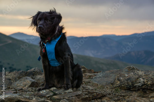Fototapeta Naklejka Na Ścianę i Meble -  Black Dog on Mountain Summit
