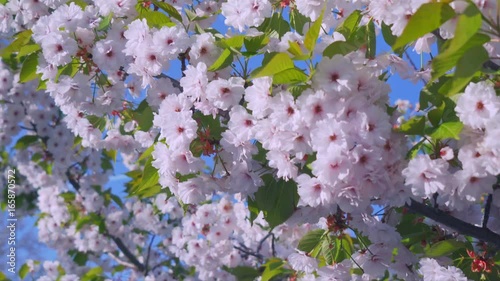 Background of a blooming sakura tree in the city park. The wind knocks the branches of a tree