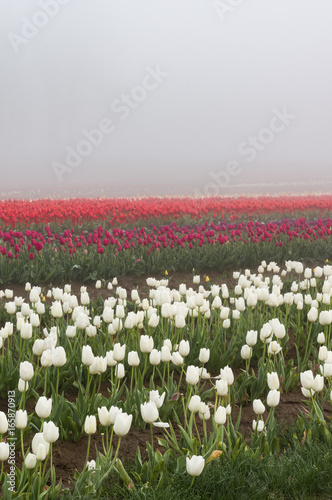 Blooming tulip fields in the fog