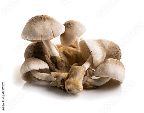 Volvariella volvacea, Straw Mushroom photo