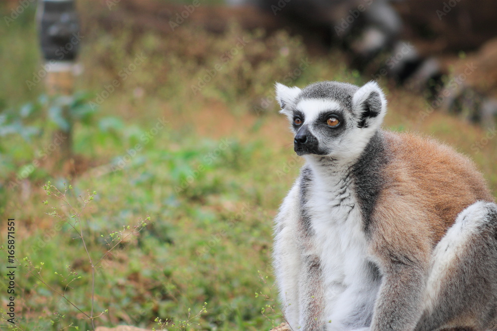 Obraz premium The ring-tailed lemur (Lemur catta) is a large strepsirrhine primate and the most recognized lemur due to its long, black and white ringed tail.