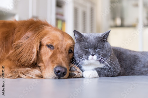 British shorthair cats and Golden Retriever © chendongshan