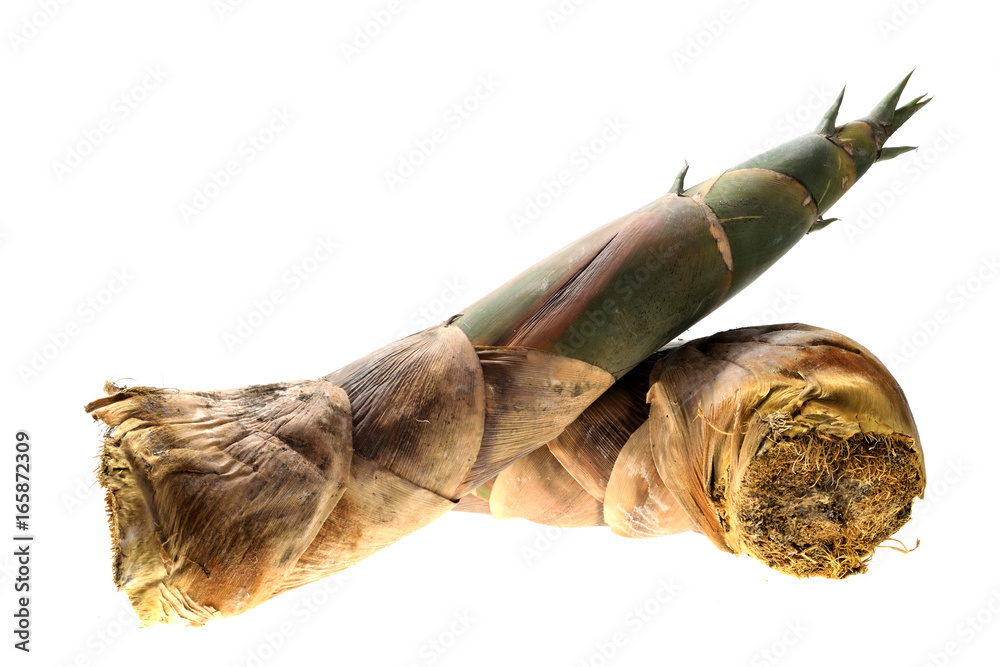 Fresh bamboo shoot isolated on a white background. Fresh bamboo shoot isolated on a white background.