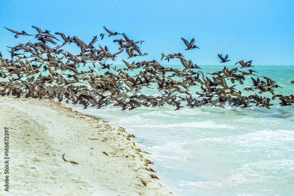 Fototapeta premium AL VUELO
