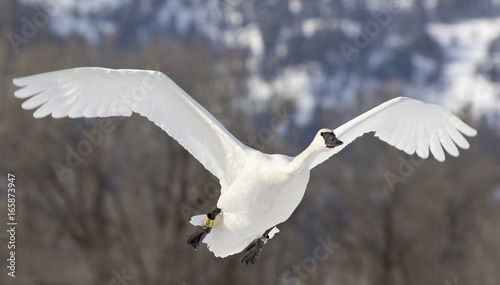 Tableau sur toile Trumpeter swan flies over pond in Jackson Hole Wyoming