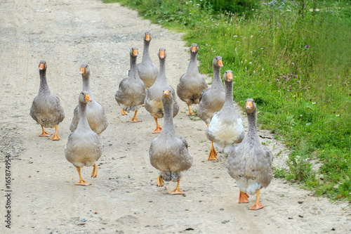 Gray geese on the road
