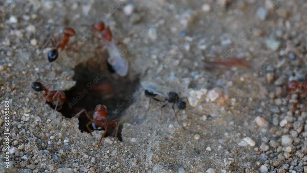 Red and Black winged ants Red and Black winged ants