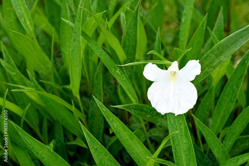 Boesenbergia alba, Caulokaempferia alba K. Larsen & R.M. Sm. or  Boesenbergia thailandica. White wild flower with rain drops in Phu Hin Rong Kla National Park, Phitsanulok, Thailand photo