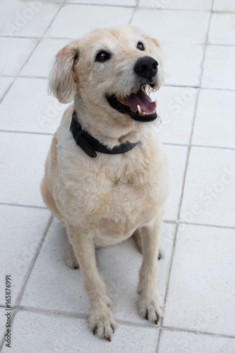 white labrador dog smiling