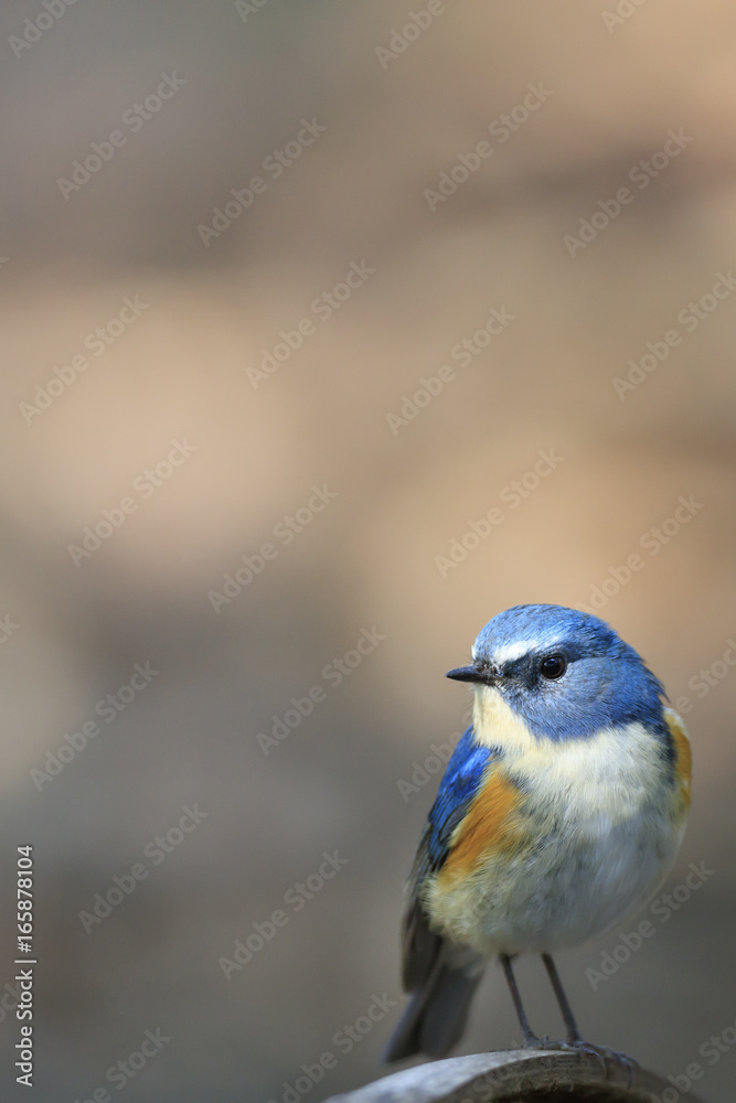 Red-flanked bluetail of Shibuya Tokyo - For post cards - Red-flanked bluetail of Shibuya Tokyo - For post cards -