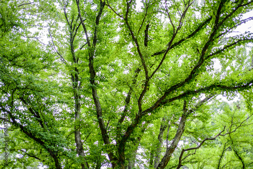 Summer Tree Foliage © Julien Delaunay