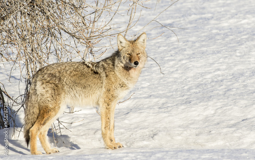 Coyote next to shrub with white snow meadow in winter