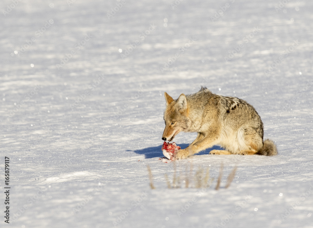 Obraz premium Coyote with cache of meat on white snow meadow