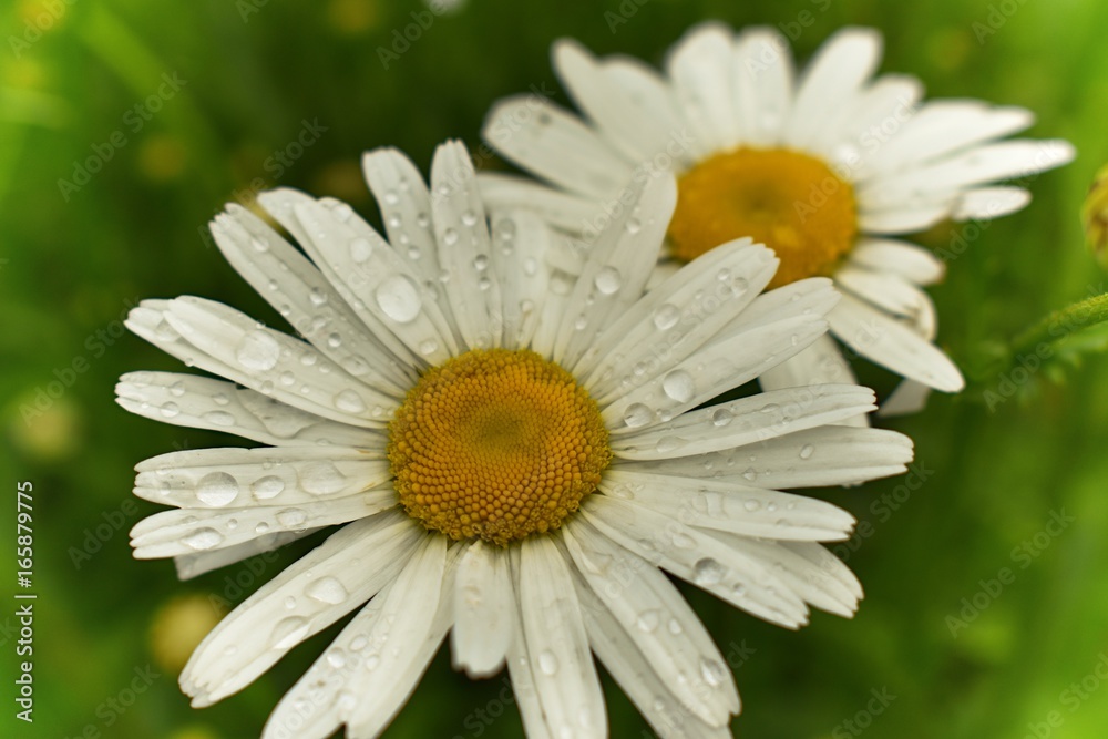 Obraz premium chamomile