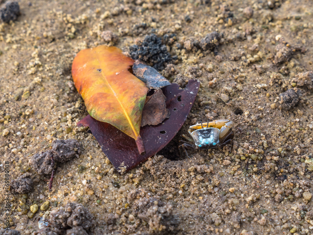 colorful crabs living on the beach colorful crabs living on the beach