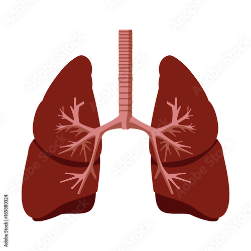 Human lungs anatomy