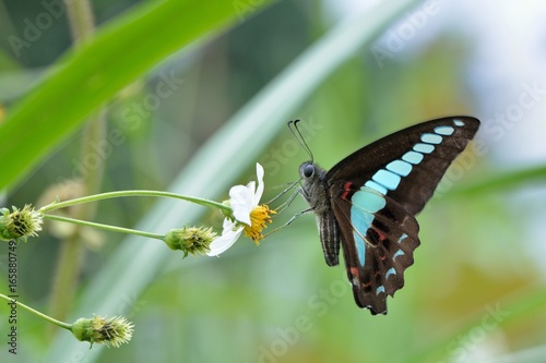 Butterfly from the Taiwan (Graphium sarpedon connectens) Common bluebottle butterfly 