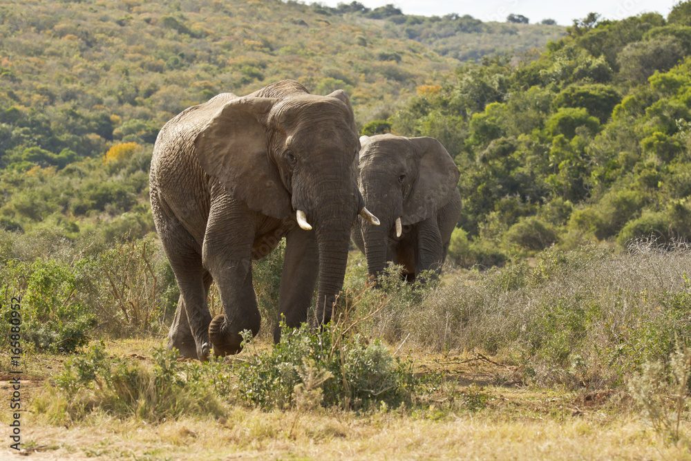 two huge african elephants walking through low bush