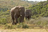 two huge african elephants walking through low bush
