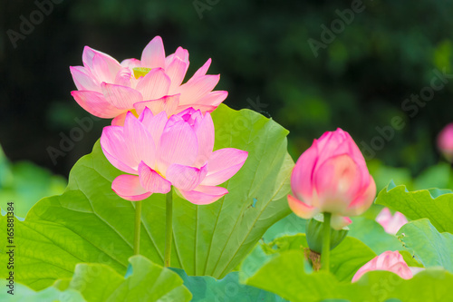 The Lotus Flower.Background is the lotus leaf and lotus bud  and lotus flower and tree.Shooting location is Yokohama  Kanagawa Prefecture Japan.